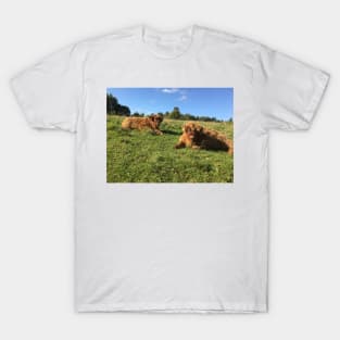 Scottish Highland Cattle Calves 1527 T-Shirt